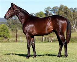 Magic Millions Lot 238 Lonhro – I’m a Showoff Colt